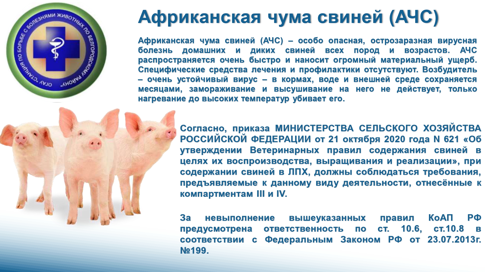 Ветеринарные правила свиней. Ветеринарные правила АЧС. АЧС клинические признаки.
