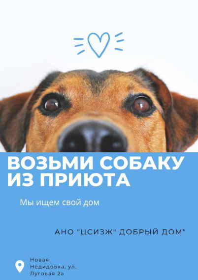 Гуманное обращении в отношении животных без владельцев. Гуманное обращении в отношении животных без владельцев.